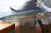 Sailfish 2010