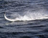 Sailfish 2010