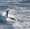 Sailfish 2010