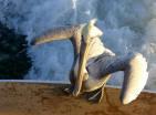Mr. Pelican looking for lunch!