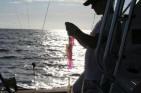 Chase setting the bait!
